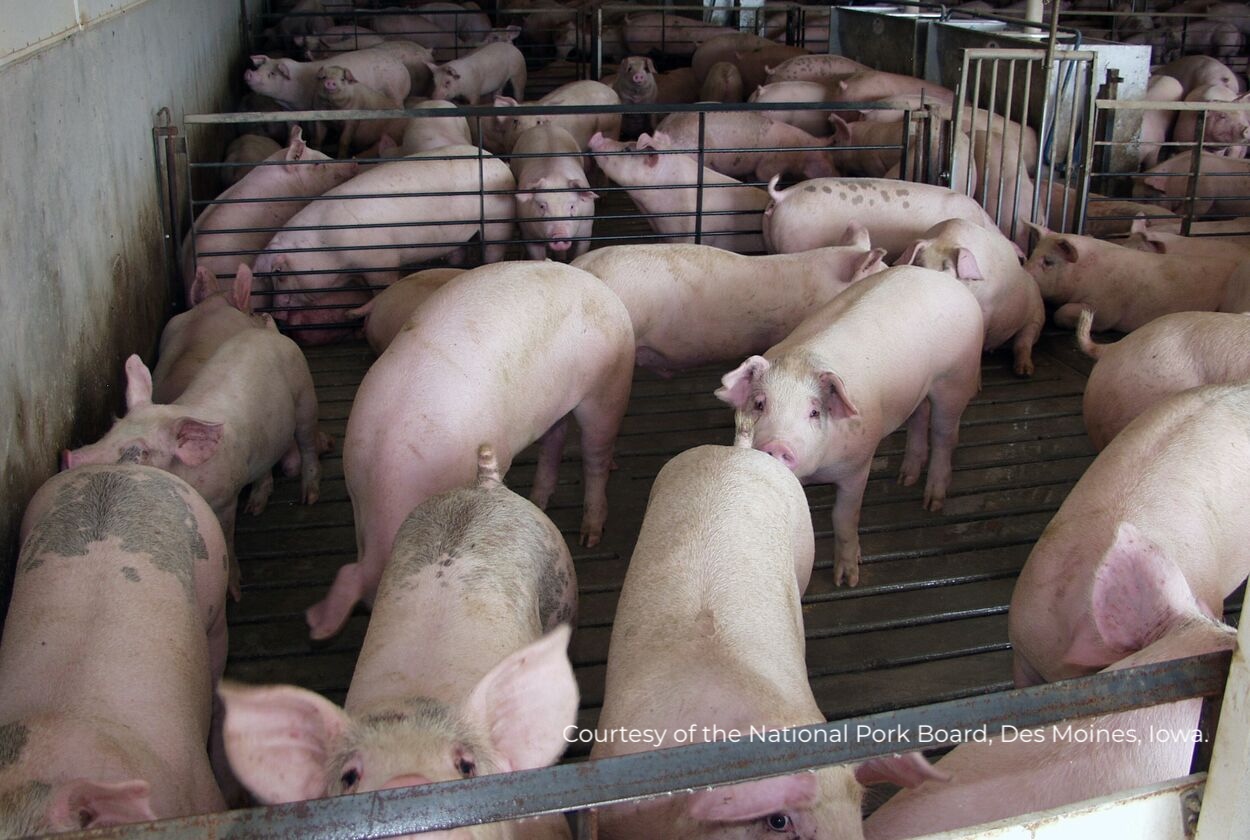 Asf Shape War-related challenges and ASF shape 2025 outlook for Ukraine's pork ...