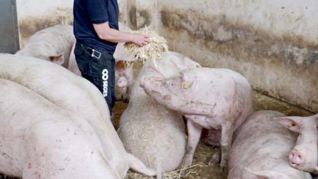 Foto 2: Daily inspection of sows – looking for sows with lameness