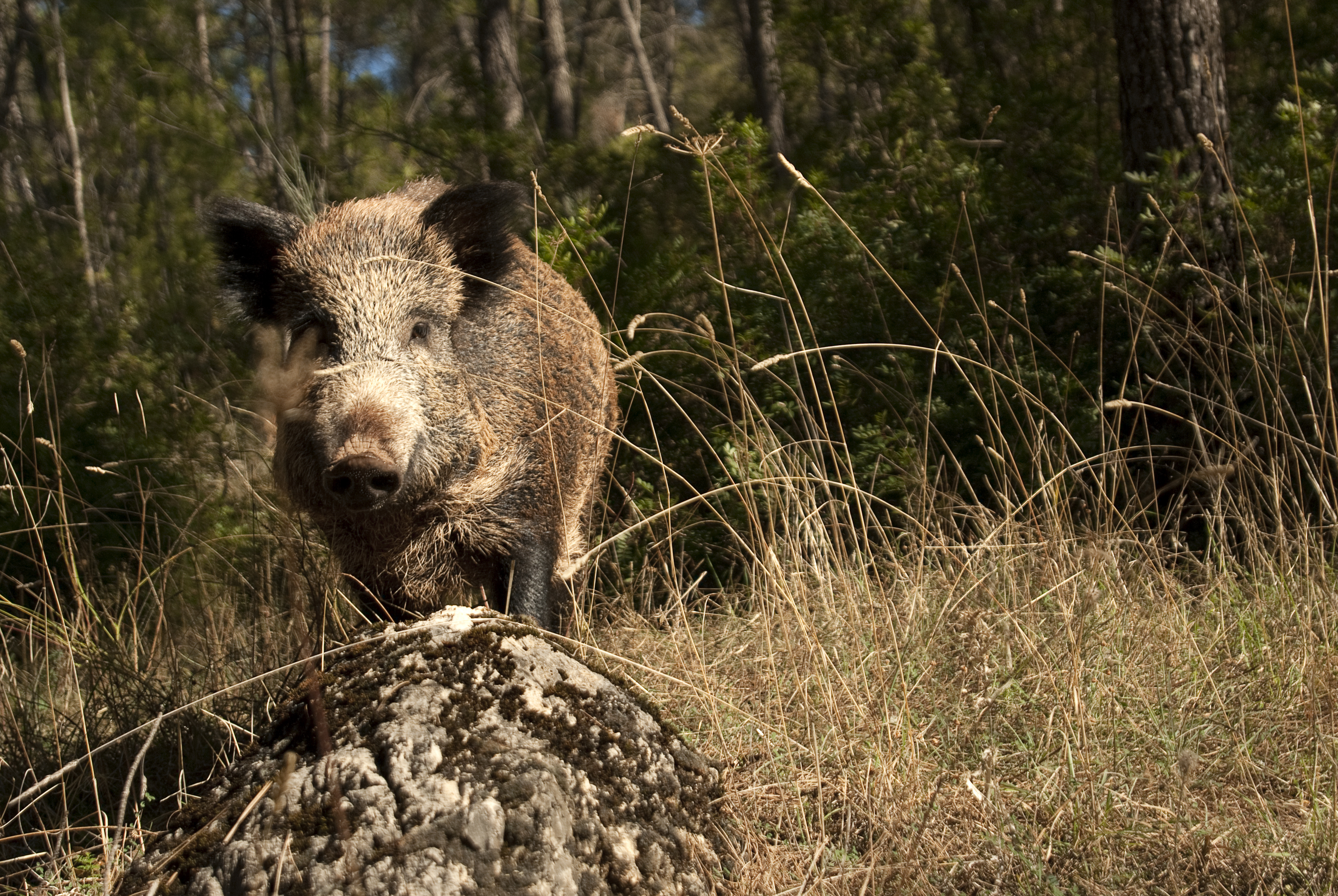 ASF in Europe in 2025: Upturn in pigs and strong pressure on wild boar ...