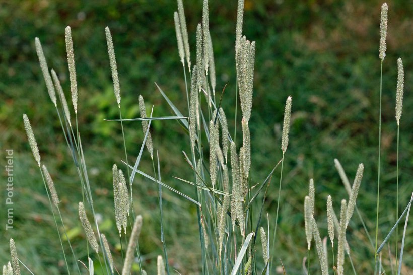 Photo 2.&nbsp;Phleum pratense, photo by Tom Potterfield.
