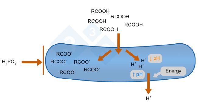 Figure 1: Organic acid mode of action (Gauthier, 2002)
