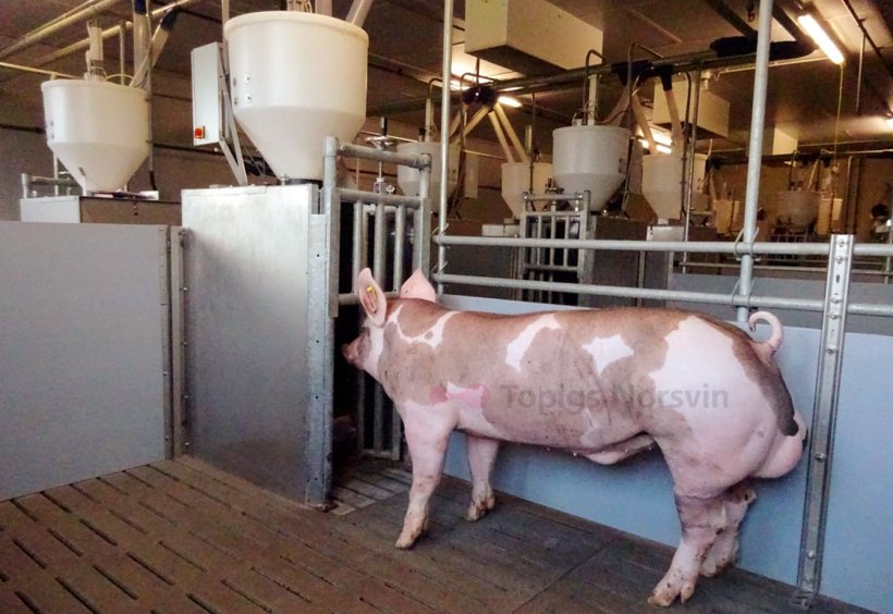 Figure&nbsp;1.&nbsp;A Pietrain boar next to a feeding station that tracks the amount of feed consumed by each pig.
