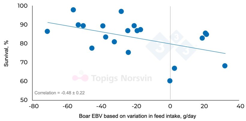 Figure&nbsp;3. Relationship between estimated breeding values (EBVs) for variation in daily feed intake among different boars (n = 20) and the survival of their progeny (n = 1,356 pigs) in a challenge trial involving multiple pathogens, including PRRS.
