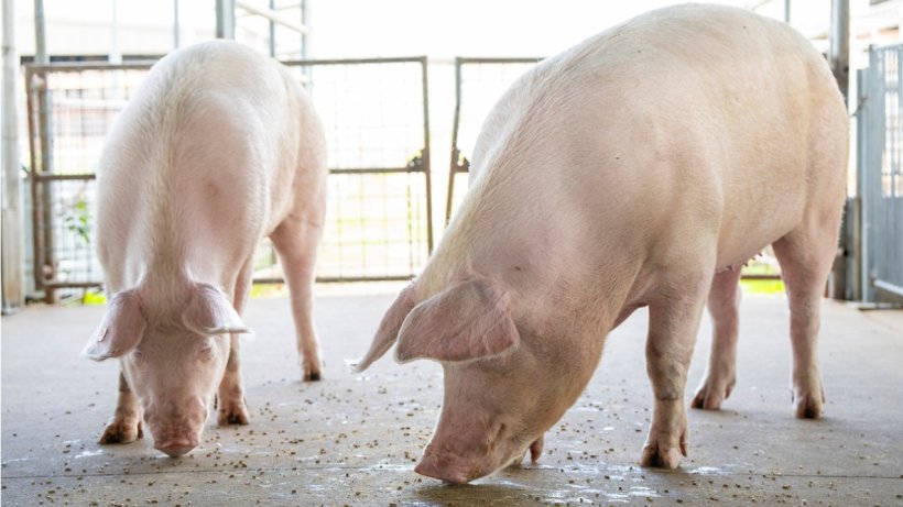 A new fact sheet addressing the swine industry and the New World screwworm has been released by Texas A&M AgriLife Extension Service. (Michael Miller/Texas A&M AgriLife)