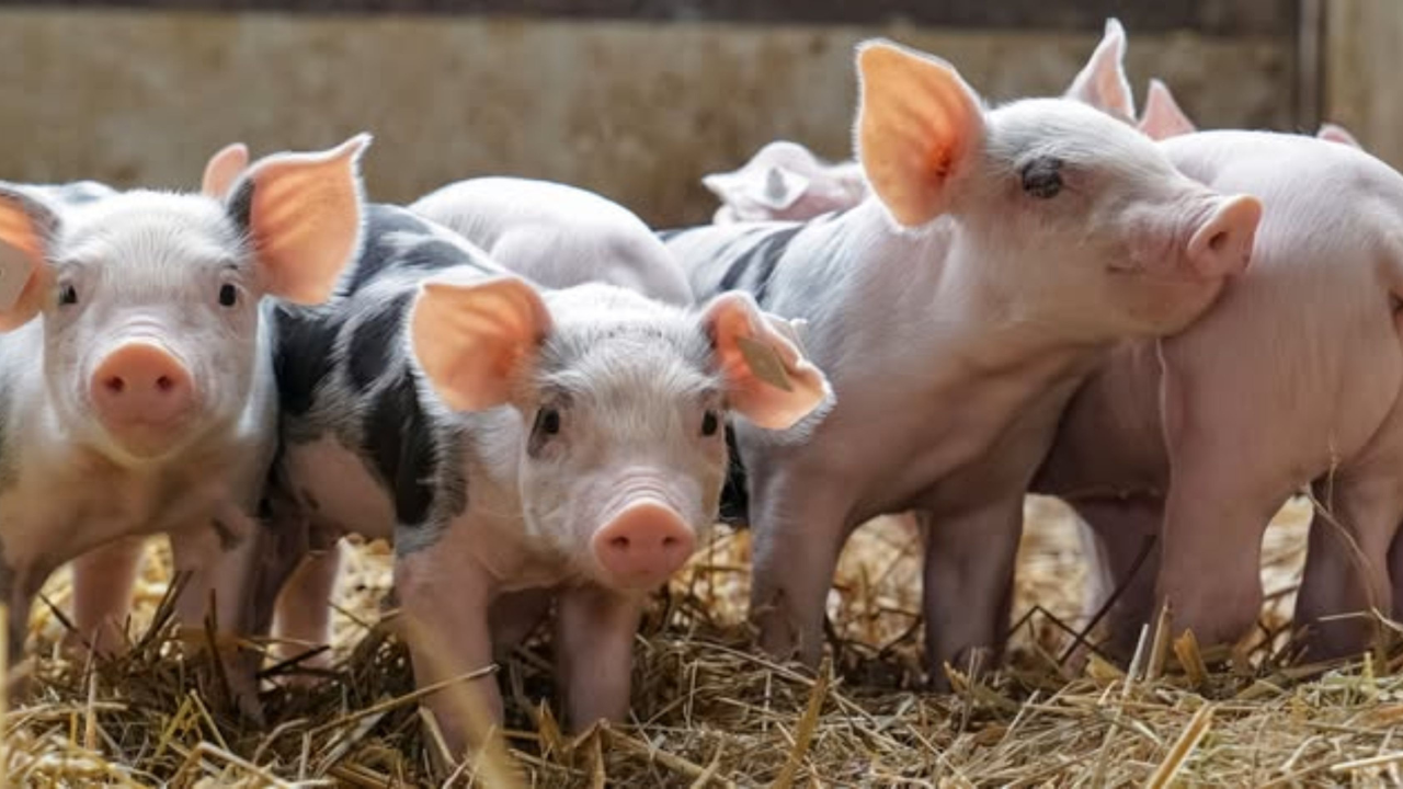 Native Pork The Philippines opens its market to Colombian pork - Swine news ...