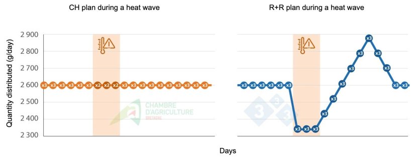 Example of a feeding plan during a heat wave. Source: CAB.