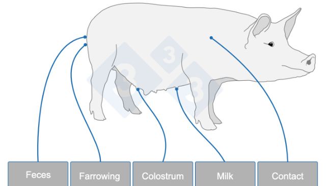 The sow seeds the piglet&rsquo;s microbiota. The process begins at farrowing and continues throughout lactation, representing an invisible inheritance that influences the piglet&rsquo;s health and productive performance.
