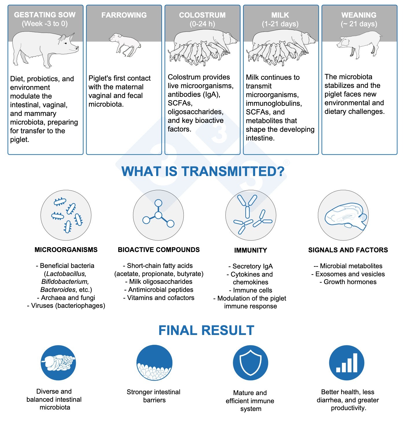 <p>The sow acts as a "microbial bridge", transmitting microorganisms and immune signals that initiate the building of the piglet's gut microbiome and immune system.</p>