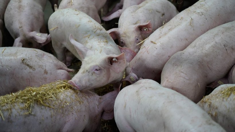 As a leading supplier of livestock housing equipment to the agricultural sector, WEDA Dammann &amp; Westerkamp of Lutten is presenting a fully automatic WEDA straw dispensing system, designed to improve animal welfare in pig farming.
