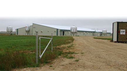 multiplier pig farm