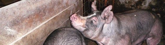 Boars
