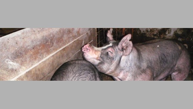 Boars