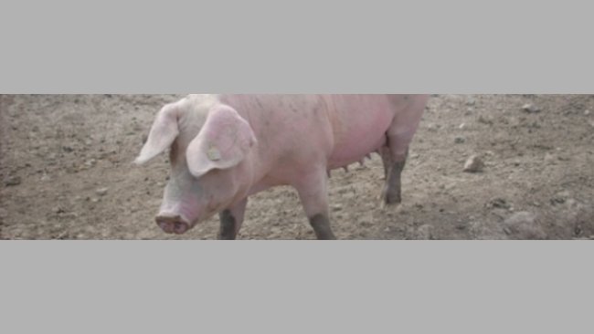 sow