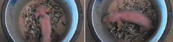 Piglet in a bucket in order to evaluate its viability