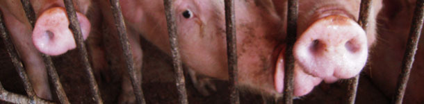 Young sows