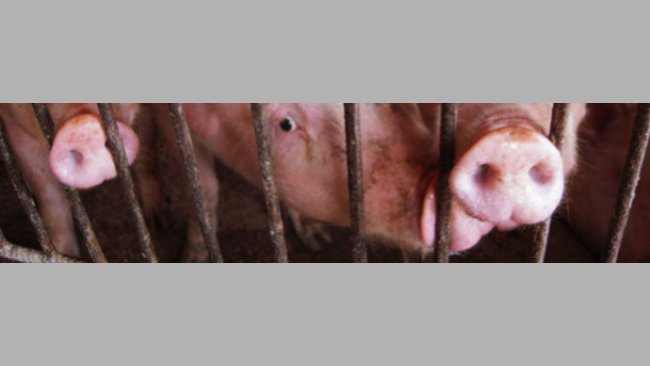 Young sows