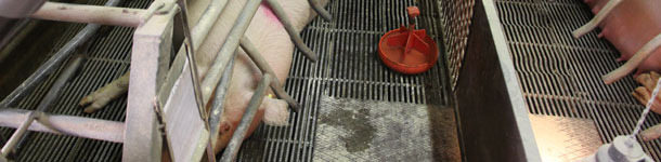Farrowing sows