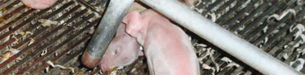 Dead piglet