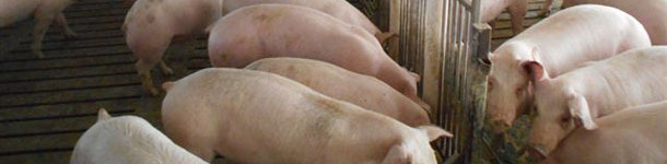 Pig farm