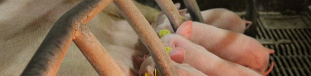 Piglets
