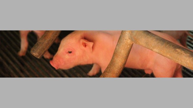 Newborn piglet