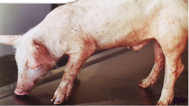 PMWS on piglet. Dr Morvan, LDA22
