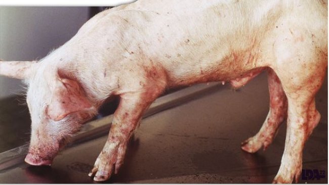 PMWS on piglet. Dr Morvan, LDA22