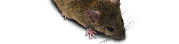 Rat