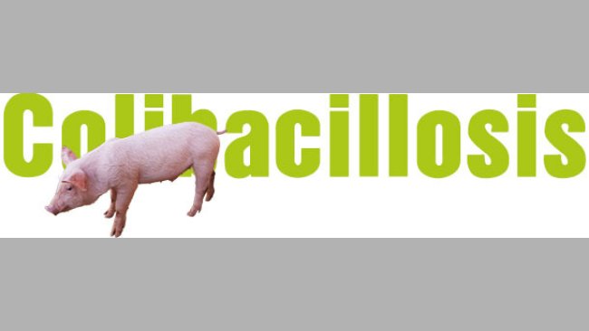 Colibacilosis