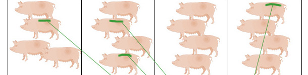 Heat in gilts