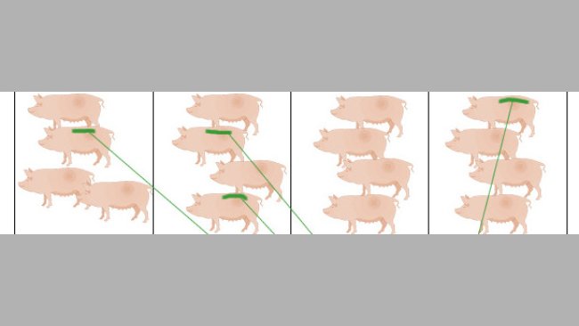 Heat in gilts
