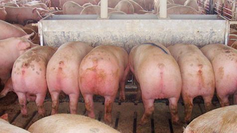 Twelve &lsquo;hole&rsquo; 2.13 m (84 in) long double-sided feeder with marked pig (almost 136 kg (300 lb)) destined for removal and sale immediately after the picture was taken.