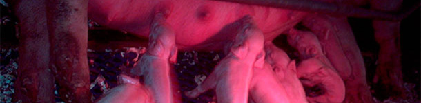 maternidad