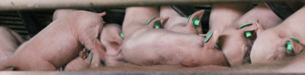 Piglets