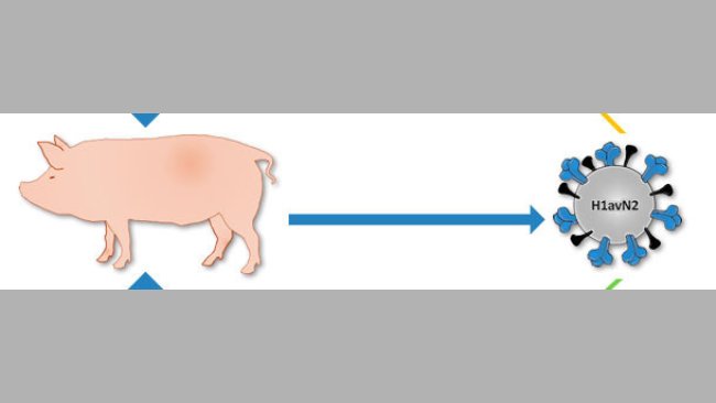 Origin of H1avN2 virus described in Denmark and France