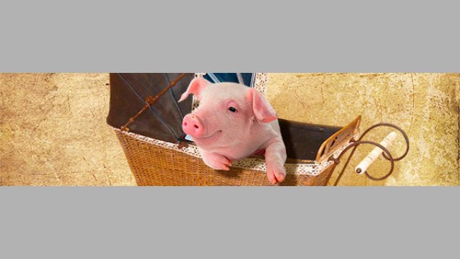 Caring for the piglet