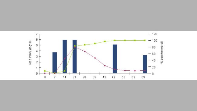 Zmiany poziomu przeciwciał IgG i IgM zmierzone testem blocking ELISA (INGENASA) i wiremii PCV2 po eksperymentalnym zakażeniu (Segalés et al. 2005)