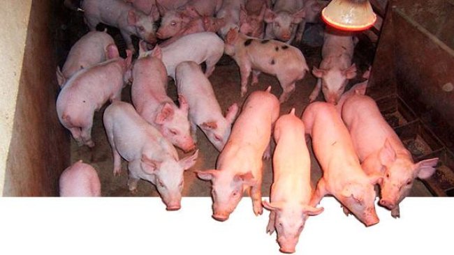Growth and finisher pig traits are moderately heritable