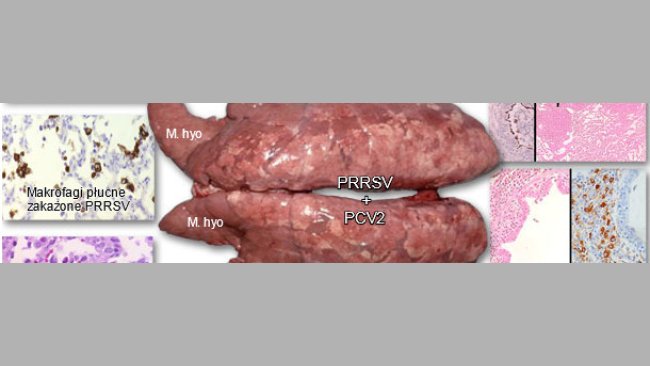 Lungs from a pig suffering from PRDC