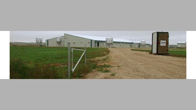 PRRS virus elimination