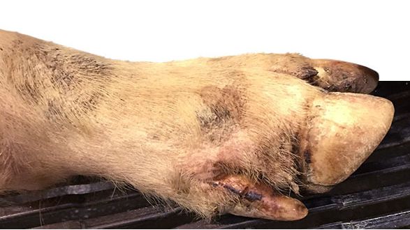 Minor coronary band, interdigital and foot pad lesions in most of the lame pigs