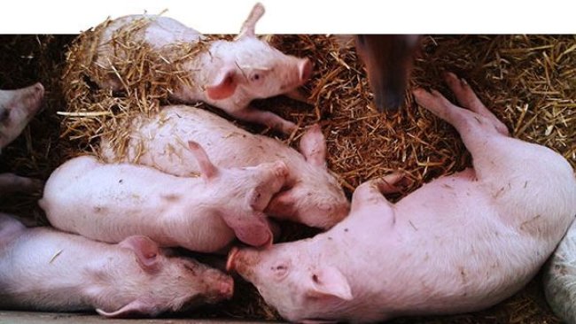 52-day-old piglets. Uneven weights