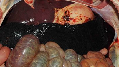 Charakterystyczny obraz powiększonej, silnie przekrwionej śledziony u zwierzecia z ASF