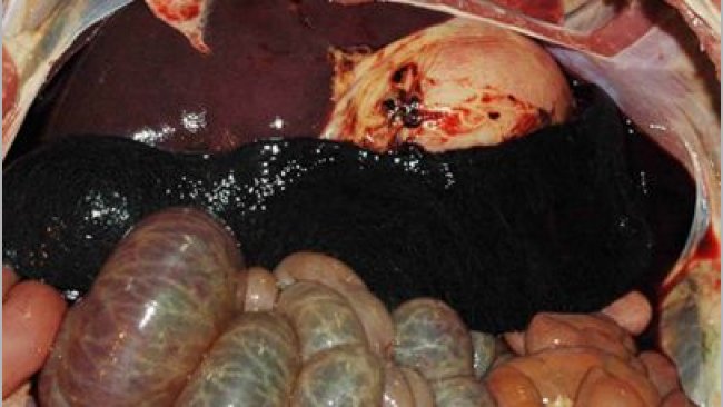 Charakterystyczny obraz powiększonej, silnie przekrwionej śledziony u zwierzecia z ASF