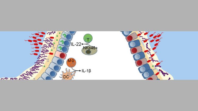 Ochrona błony śluzowej przewodu pokarmowego.