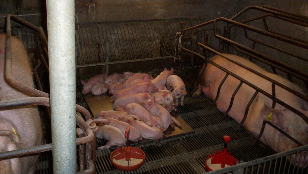 Zdjęcie 2. Porod&oacute;wka z usuniętymi przegrodami.
