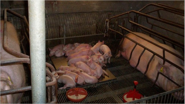 Zdjęcie 2. Porodówka z usuniętymi przegrodami.