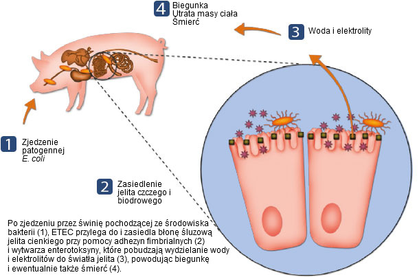 Ryc. 3. W jaki spos&oacute;b ETEC wywołuje chorobę.
