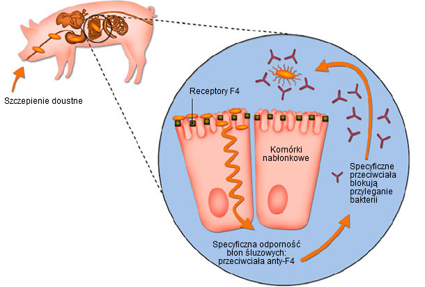 Ryc. 2. Podawanie w wodzie do picia żywej nietoksygenicznej szczepionki zawierającej szczep E. coli F4-dodatni powoduje lokalne pobudzenie wytwarzania na błonach śluzowych specyficznych przeciwciał anty-F4, kt&oacute;re blokują adhezję bakterii do kom&oacute;rek nabłonka błony śluzowej jelita
