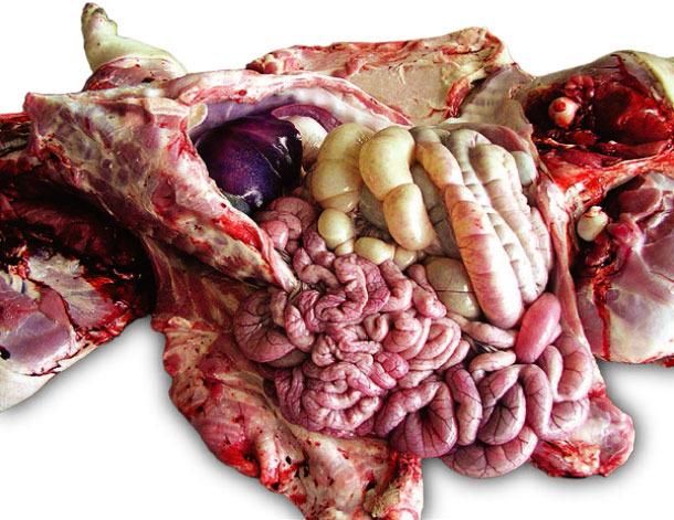 Ryc. 1. Prosię po odsadzeniu z objawami biegunki przesłane na badanie sekcyjne. Jelito cienkie jest rozdęte gazem oraz płynem, z niewielką ilością innych specyficznych zmian makroskopowych.
